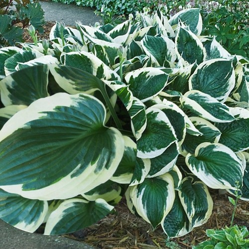 Hosta fortunei 'Minuteman' - Fortune'i hosta 'Minuteman' P11/0,75L